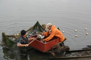 Зариблення республіканських водойм