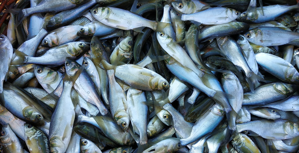 Осіннє зариблення водойм ПМР