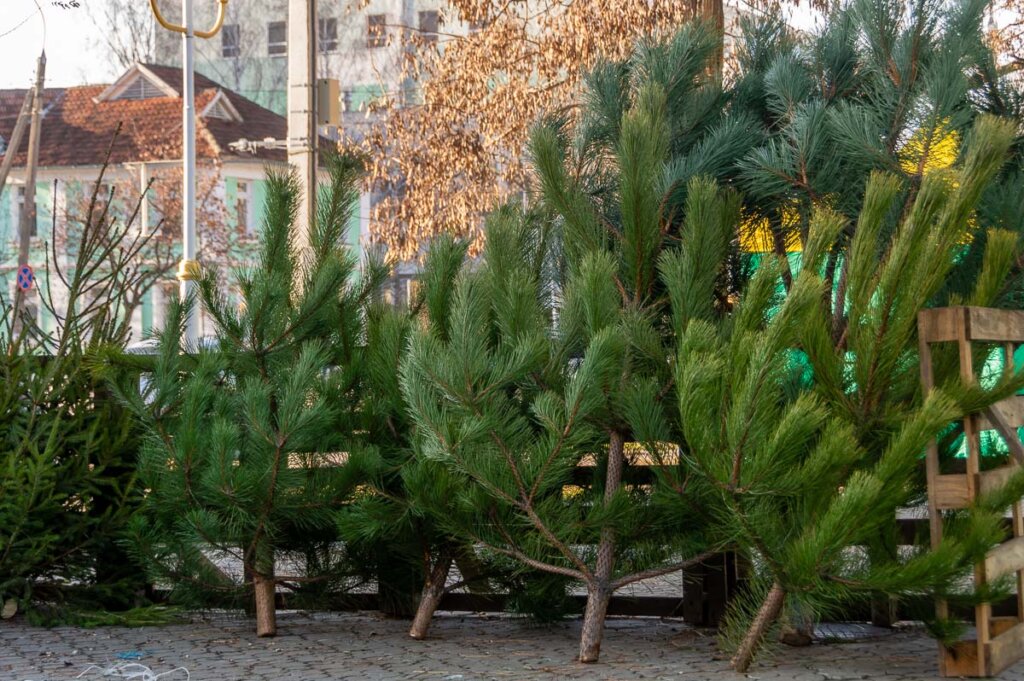 Лісова красуня вже у продажу