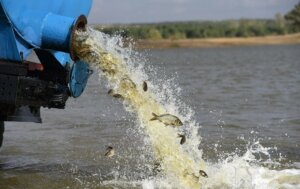 Рибні запаси  поповнюються