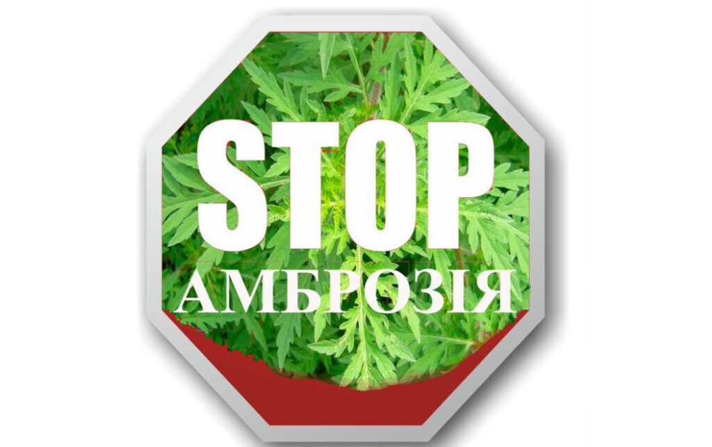 БОРОТЬБА з агресивним алергеном ТРИВАЄ