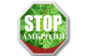 БОРОТЬБА з агресивним алергеном ТРИВАЄ