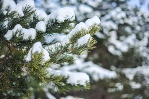 Грудень рік кінчає, справжній  зимі двері відчиняє