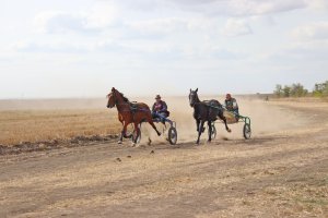 Граціозні й швидкі перегони орловських рисаків