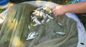 Примножуємо рибні запаси Дністра