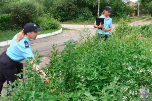 Боротьба з амброзією – СПІЛЬНА СПРАВА