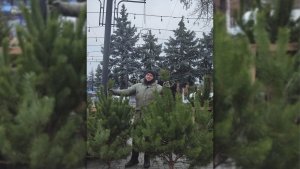 Ялинкові базари запрошують
