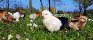 Інкубація яєць і вирощування курчат
