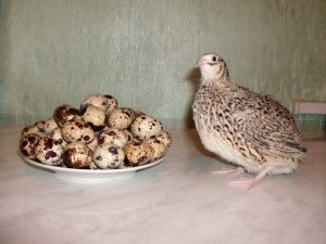 Про чудову птицю –  перепелицю