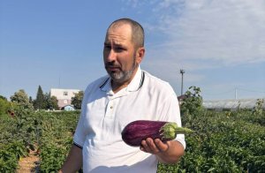 Досягнення вітчизняних селекціонерів